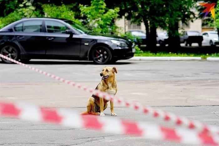 Собака в машине примета